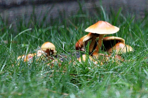 Vennenbos (7)